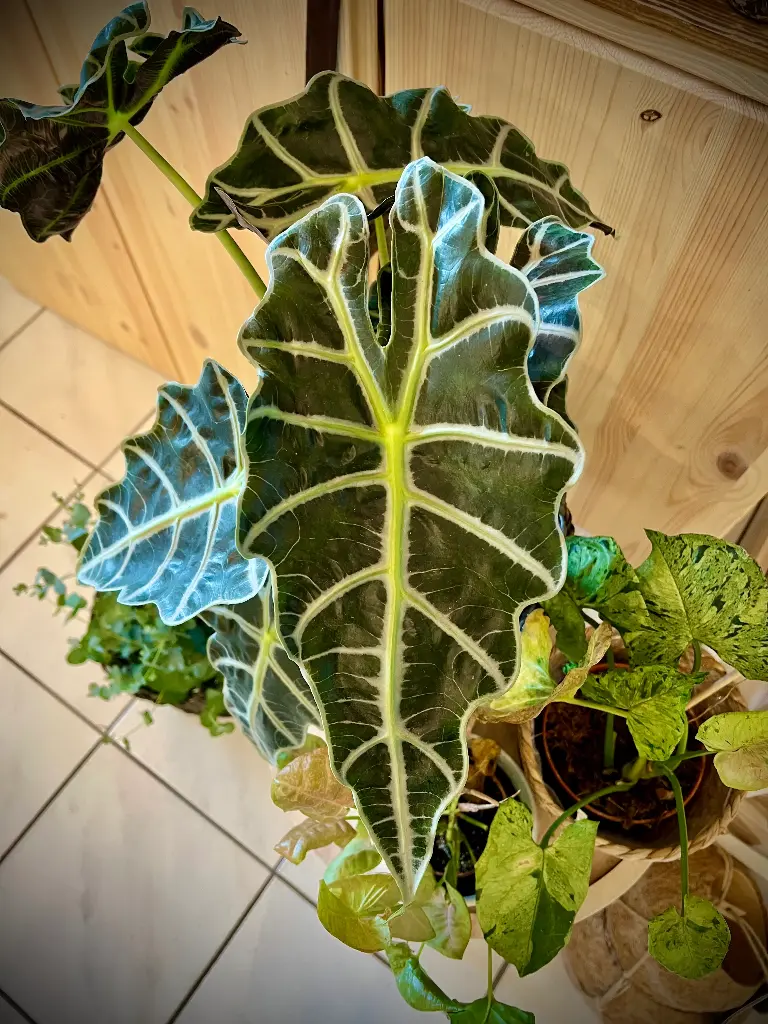 Box Plantes Mystères (grand)