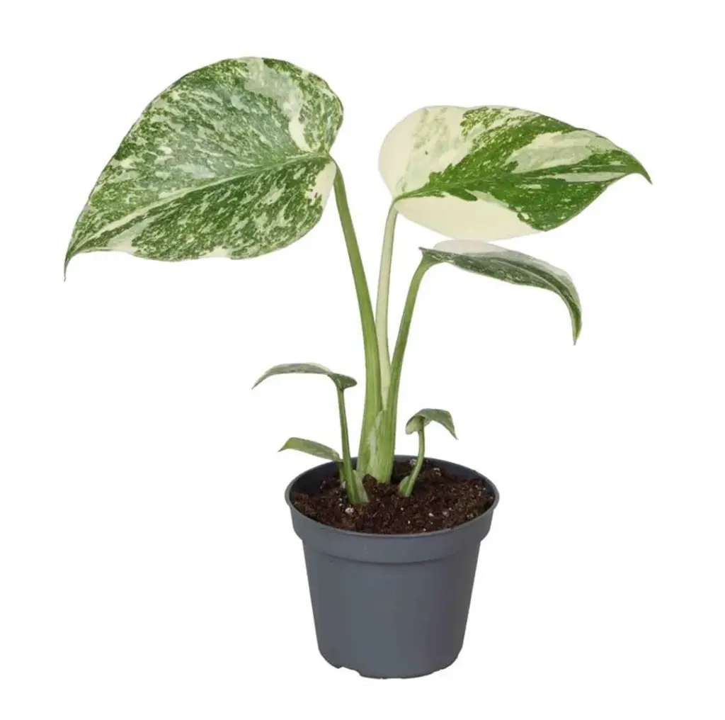 Monstera 'Crème Brûlée'