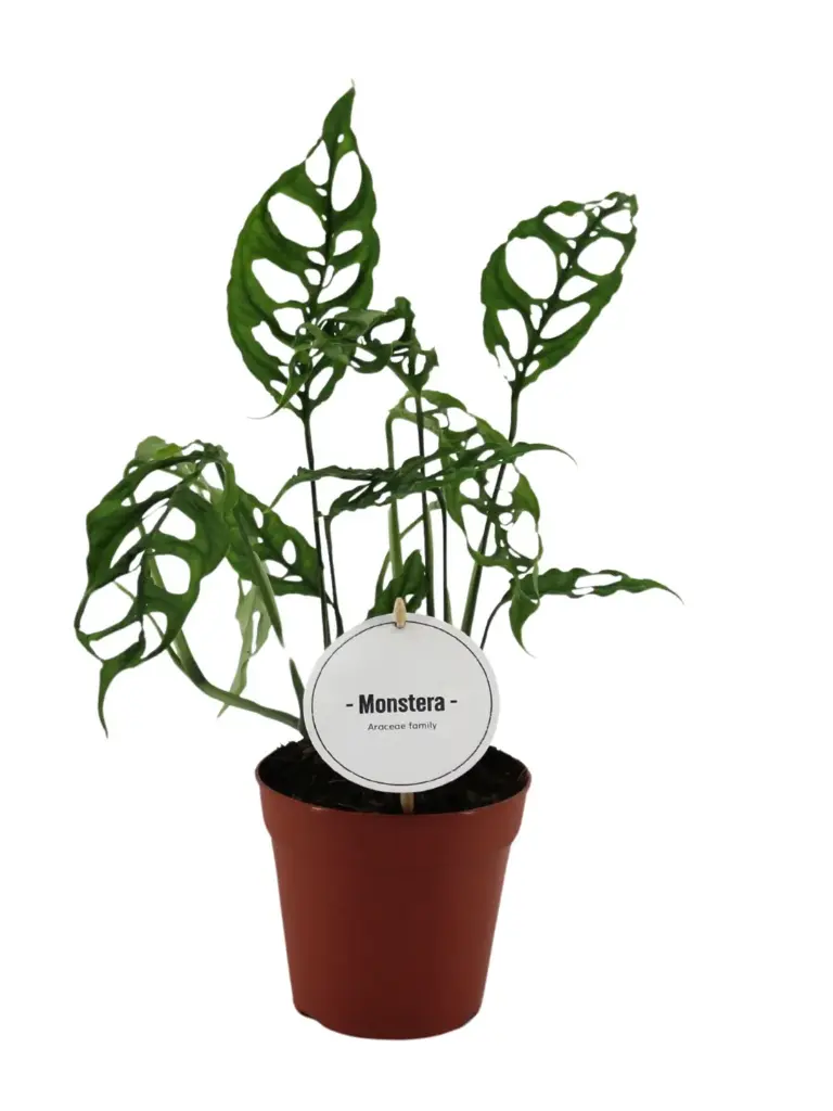 Monstera obliqua 'Peru'