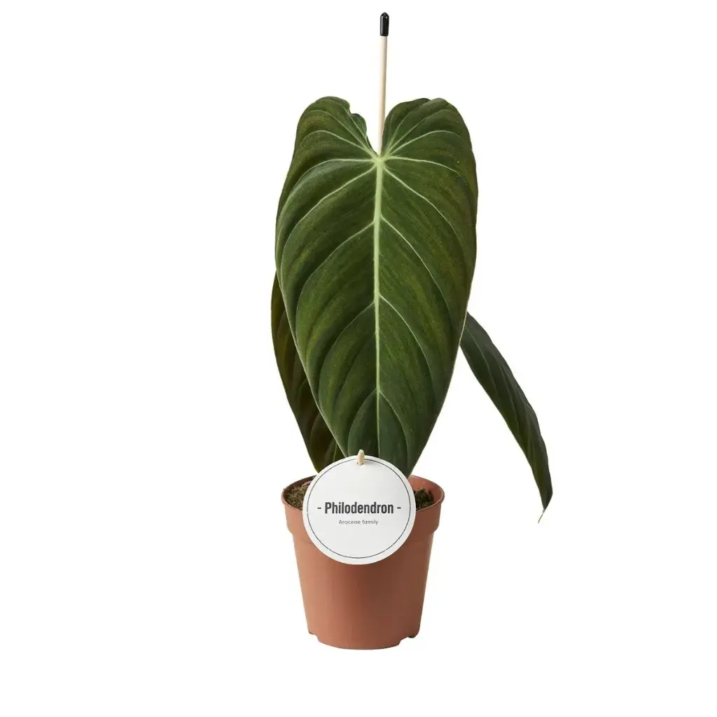 Philodendron 'Melanochrysum'