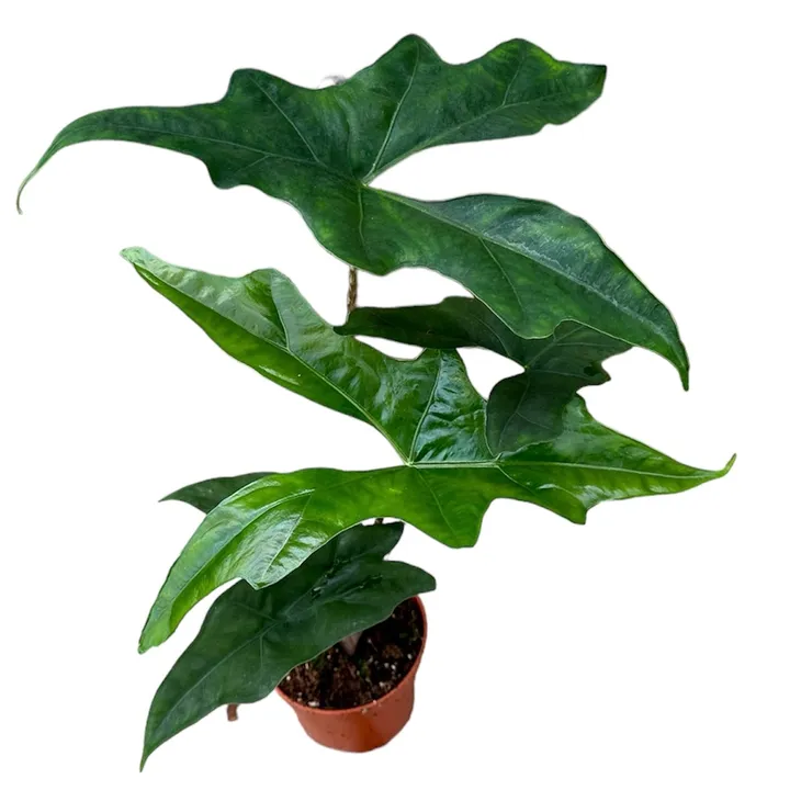 Alocasia Nycteris 'Bat Wing'