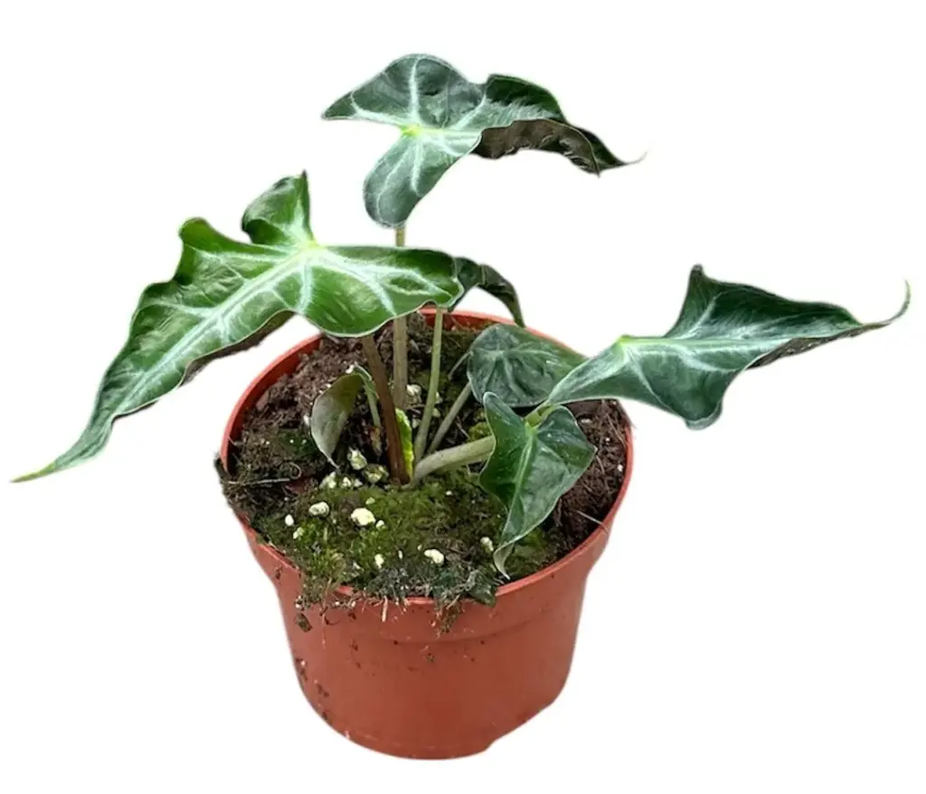 Alocasia 'Loco'