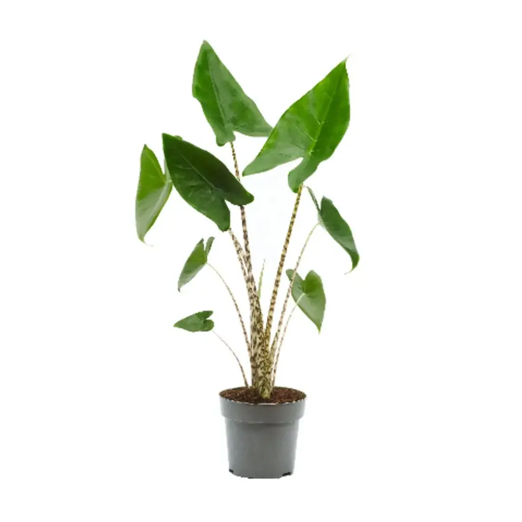 Alocasia 'Zebrina'