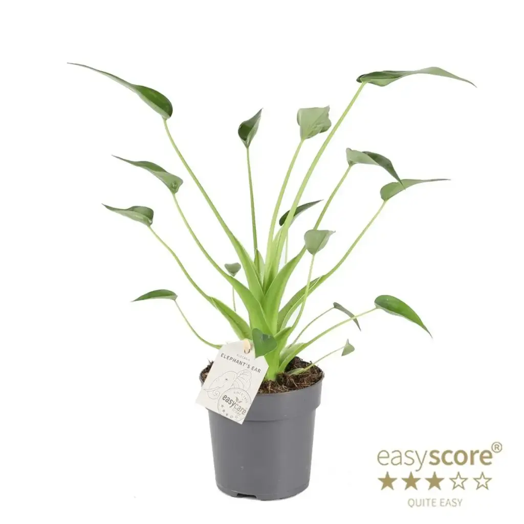 Alocasia 'Tiny Dancer'