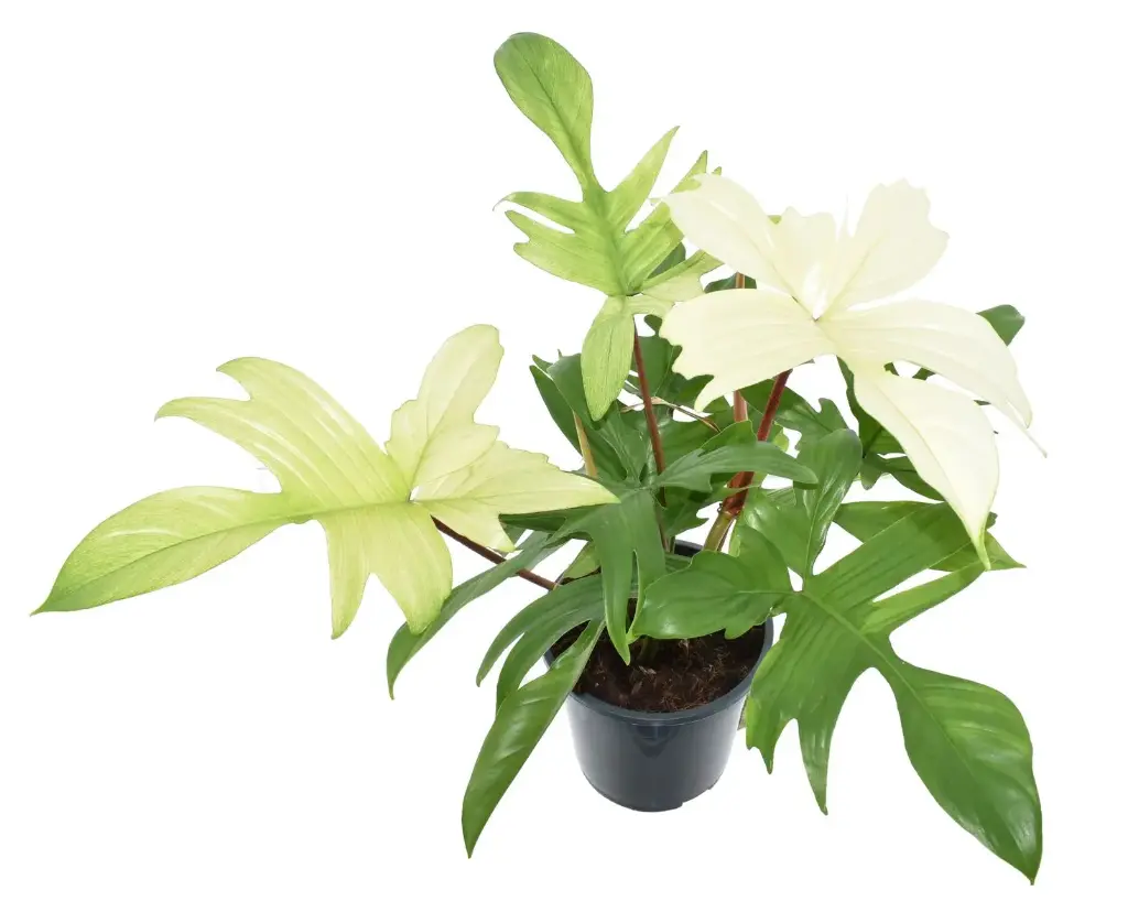 Philodendron 'Florida Ghost'