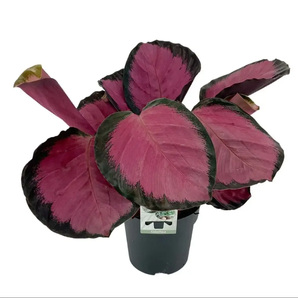 Calathea Roseopicta 'Misty Red'