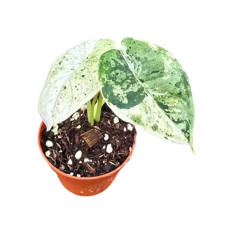 Alocasia 'Dragon Scale Variegata'