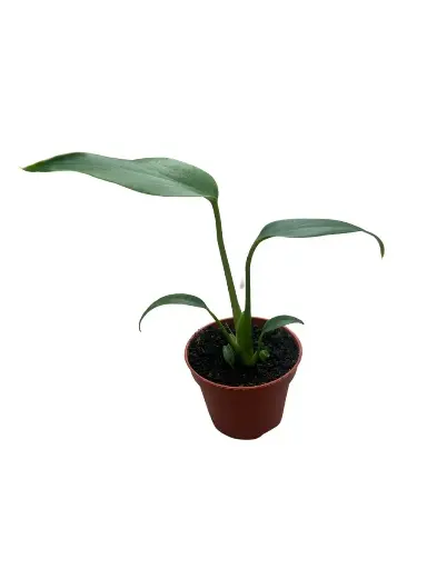 Monstera 'Burle Marx Flame'
