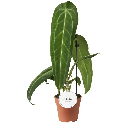 Anthurium 'Warocqueanum'