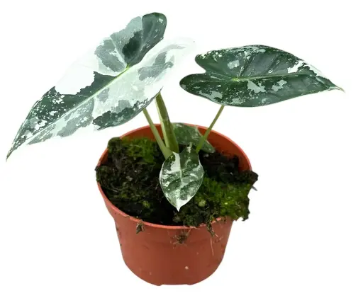 Alocasia micholitziana 'Fridek Variegata'