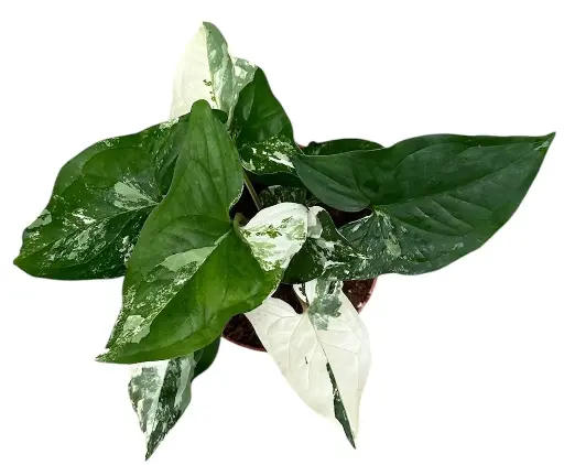 Syngonium 'Albo Variegata'