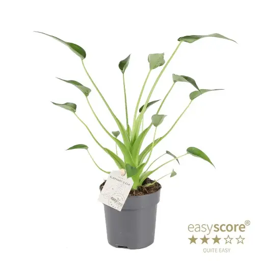 Alocasia 'Tiny Dancer'