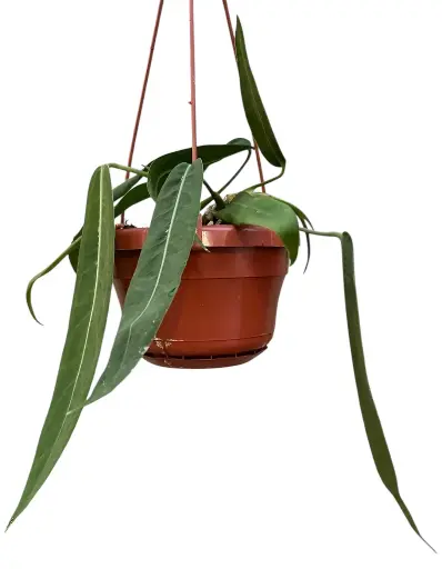 Anthurium 'Pallidiflorum'