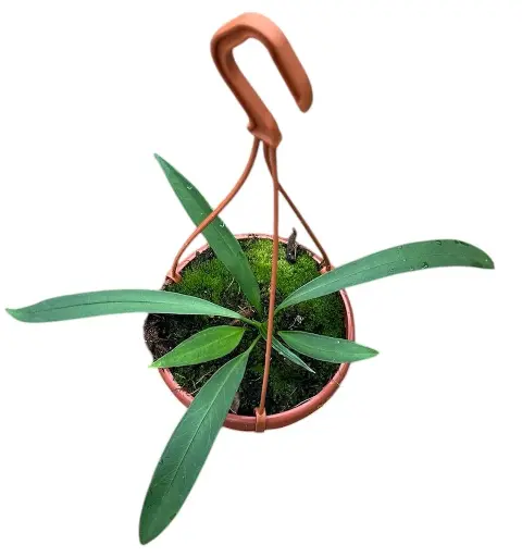 Anthurium 'Vittarifolium'