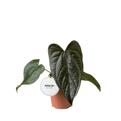 Anthurium 'Queen of Hearts'